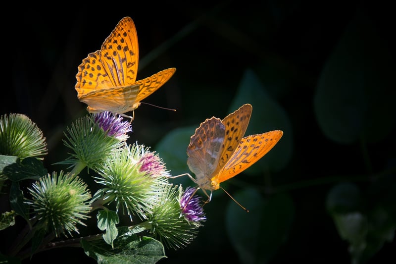 Butterfly Effect Dilemmas